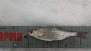 Kisasa kalojen yhteispituus ratkaisi. Ne mitattiin jo jäällä mittalaudan päällä.